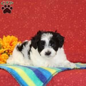 Rocky, Maltipoo Puppy